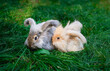Two medium sized Angora gray and beige rabbits sitting on green grass on a sunny day before Easter