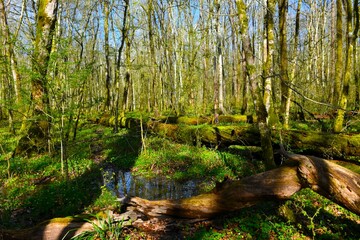 Wall Mural - Krakov wetland swamp old-growth forest with fallen decomposing trees in spring in Dolenjska, Slovenia