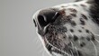 Close-up of a dog's whiskered snout.