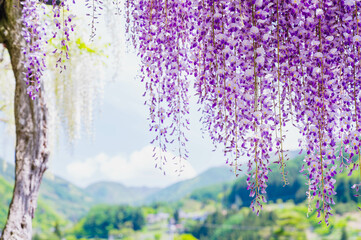 Wall Mural - 紫色の藤の花