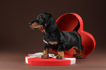 Wall Mural - Little cute dachshund puppy in a gift box