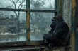 A contemplative gorilla sits by an old window looking out as raindrops streak down the glass