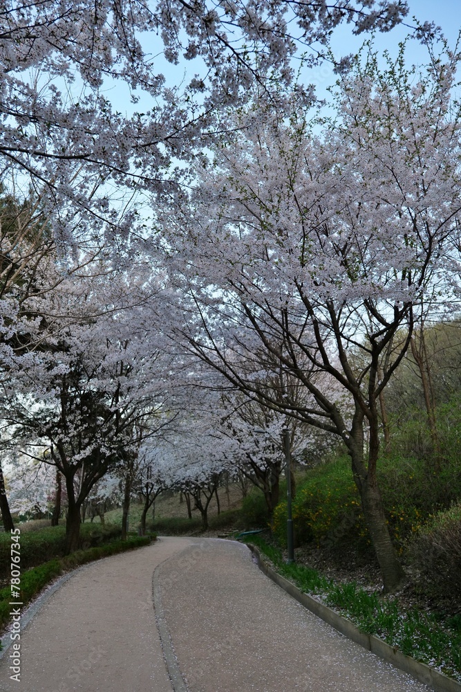 길거리, 나무, 나무, 네이처, 경관, 나무, 가을, 경로, 봄, green, 목초, sky, 공원, 시골, 농촌, 길, 국가, 아스팔트, 가을, 거리, 나무, 경치, 여행, 나무, 여름