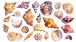 Seashell clipart collection arranged in a heart shape,Clipart, watercolor illustration, Perfect for nursery art The style is handdrawn, white background