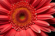 red gerbera flower pistil , Macro photography