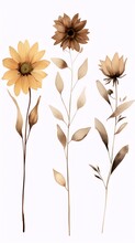 Three Watercolor Sunflowers In Yellow And Brown Shades With Leaves On A White Background, Botanical Illustration, Art Nouveau.