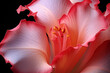 Gladiolus flower pistil , Macro photography