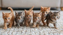   A Cluster Of Kittens Congregates In A Carpeted Space, With A Couch Visible Behind Them
