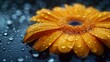   A tight shot of a yellow flower on a damp surface, adorned with water droplets on its petals and in its center