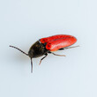 Nutcracker beetle on white background