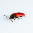 Nutcracker beetle on white background