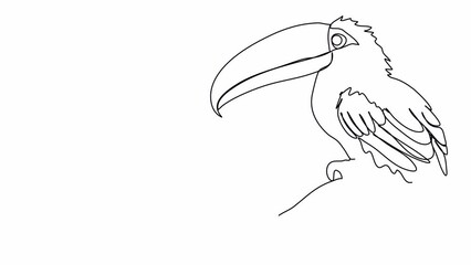 Wall Mural - Toucan. One line drawing animation. Video clip with alpha channel.