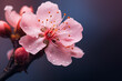 Peach blossom flower pistil , Macro photography