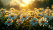 Field of daisies at sunset
