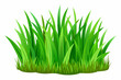 grass green, grass drawing, white background