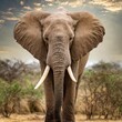 Majestic African Elephant Charges Across Vast Steppe Landscape in Powerful Frontal View