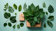 A creative and neatly arranged flat lay of various green plant leaves and a boxed plant on a shaded teal background