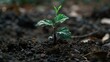 A young tree seedling sprouts from the ground, a powerful symbol of growth and hope