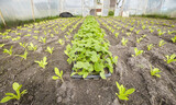 Fototapeta  - Close up photo of vegetables in an organic greenhouse plantation, selective focus.