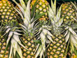 Fresh pineapples on sale in a shop