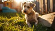 A small dog sits in the grass, looking into the camera. The sun shines on the dog and the grass.