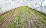 Fototapeta Mosty linowy / wiszący - Vegetables in an organic greenhouse plantation
