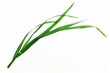 Fresh green grass stalk on a clean white surface, suitable for various design projects
