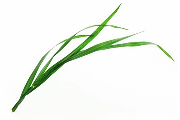 Poster - Fresh green grass stalk on a clean white surface, suitable for various design projects