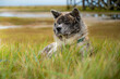 Akita Inu with gray fur resting in the grass, sitting on a meadow at the north sea, germany, horizontal shot