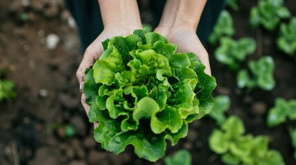 Poster - A Harvest of Fresh Lettuce