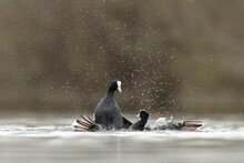 Dramatic Coot Battle On Water With Splashing Droplets