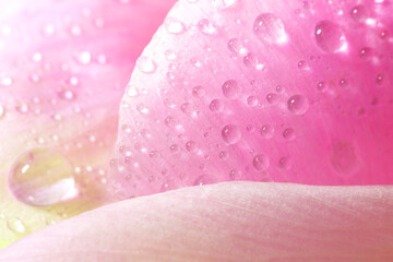Wall Mural - beautiful flower with water drops, macro view