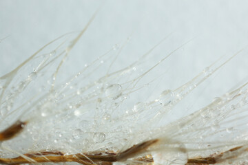 Wall Mural - Beautiful feather with water drops as background, macro view