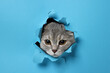 Cute grey cat peeking out hole in light blue paper