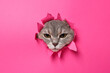 Cute grey cat peeking out hole in pink paper