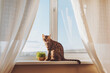 Cute bengal cat relaxing on the windowsill. An adult pet sitting on the windowsill in the light of the warm sun. domestic life and animals.