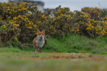 Red Fox or Vulpes vulpes close-up, Image shows the lone fox on the edge of a park on the outskirts of London with a Industrial estate in the background 