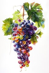 Poster - A painting of grapes hanging from a vine. Suitable for wine labels