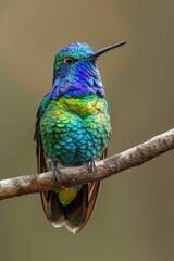 Poster - A vibrant bird perched on a tree branch, suitable for nature themes