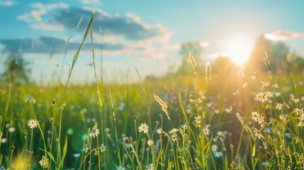 Sticker - A beautiful field of grass and flowers with the sun shining in the background. Suitable for various nature and outdoor concepts