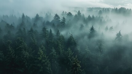 Poster - A mysterious fog covers a dense forest. Perfect for nature-themed designs