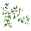 Fresh green leaves on a clean white background, suitable for various design projects