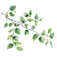Poster - Fresh green leaves on a clean white background, suitable for various design projects
