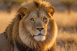 A lion with a long mane and a golden face stands in a field of tall grass. The lion's gaze is fixed on the camera, and it is looking at the viewer