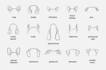 Poster - different dogs ears sign black thin line icon set include of dachshund and chihuahua. vector illustr