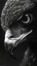Black And White, High-contrast Portrait Of A Hawk, Generated With AI