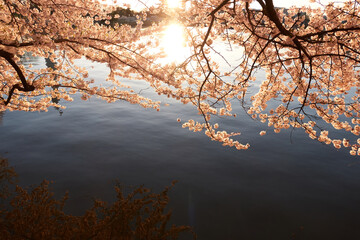 Wall Mural - Spring in Washington DC, streets, Cherry Blossom, Flowers, Light, and photography (the USA)