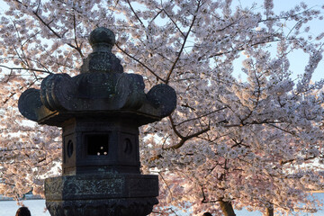 Wall Mural - Spring in Washington DC, streets, Cherry Blossom, Flowers, Light, and photography (the USA)