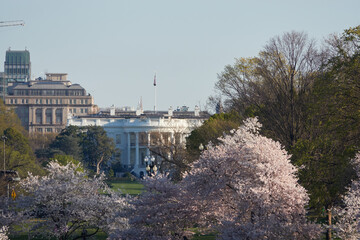 Wall Mural - Spring in Washington DC, streets, Cherry Blossom, Flowers, Light, and photography (the USA)