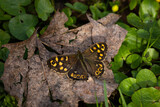 Fototapeta Storczyk - Motyl siedzący na liściu na tle zielonych roślin